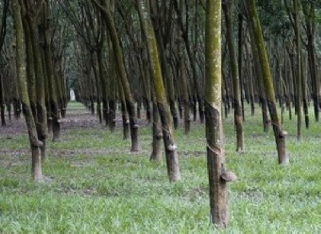 Luas Kebun Karet di Riau 505 Hektar Lebih