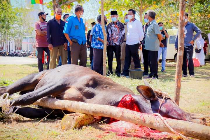 Bupati dan Wakil Bupati Rohil Saksikan Penyembelihan Qurban Di Kantor Bupati dan DLH