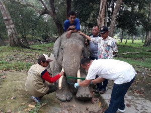 BBKSDA Riau Potong Gading Gajah TWA Buluh Cina