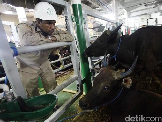 RI Tergantung Impor Sapi, Tapi Tercatat Sebagai Pengekspor Babi