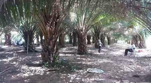 Hutan Lindung Jadi Kebun Sawit, Ini Sanksi buat Wabup di Riau