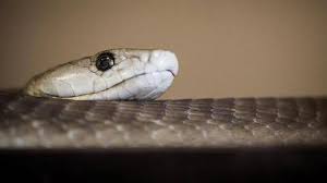 Kesal Dipatuk Ular Saat Bersantai, Pria India Balas Menggigit