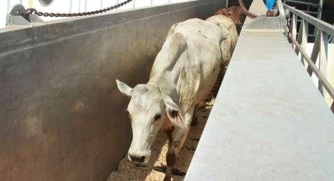 Perkosa Tujuh Ekor Sapi, Kumar Dikeroyok Massa