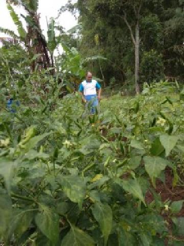 Petani Cabai Kewalahan Hadapi Penyakit Keriting