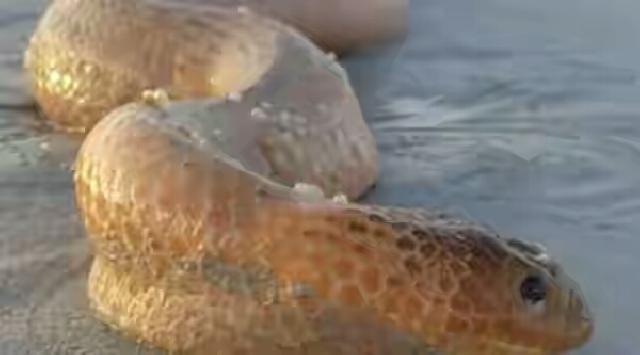 Ular Laut Raksasa Muncul Tiba-Tiba, Pengunjung Pantai Pun Jadi Heboh