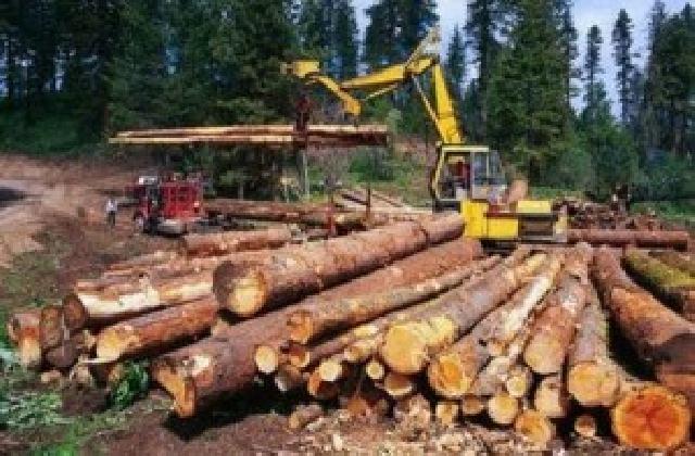 Tak Ada Ampun, Oknum TNI Terlibat Illegal logging Dipecat
