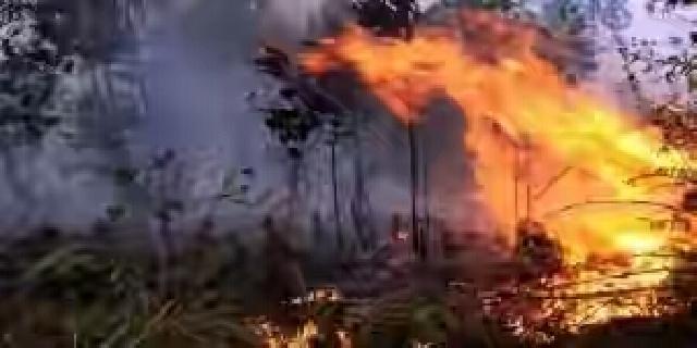 Total Lahan Terbakar di Riau Capai 2 Ribu Hektar Lebih
