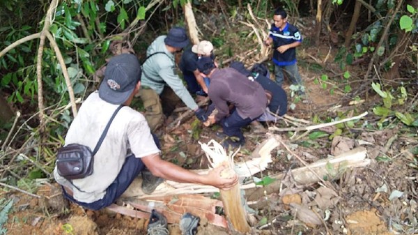 BBKSDA Riau Evakuasi Beruang Madu Terluka Kena Jerat di Indragiri Hulu