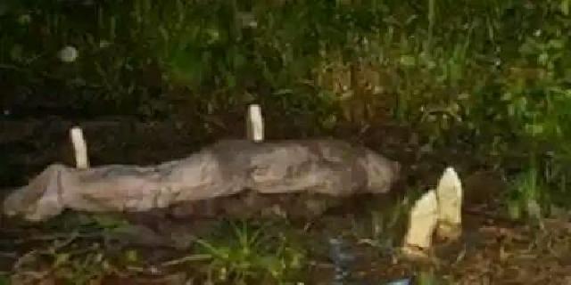 Jenazah Ini Berubah Menjadi Babi Hutan