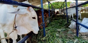 Hewan Kurban di Pekanbaru Wajib Kantongi Surat Kesehatan dan Layak Potong
