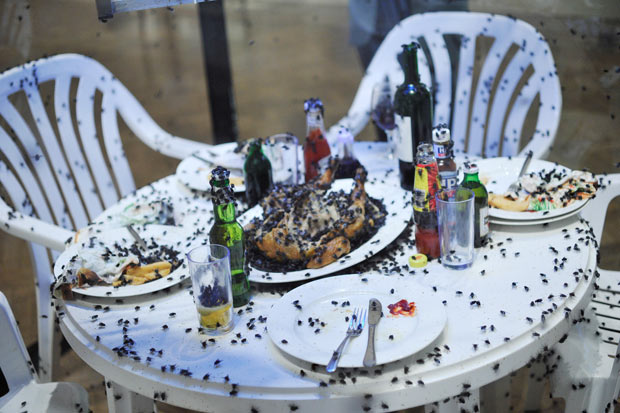 Heboh, Warga Kemuning Inhil Diserbu Ribuan Lalat